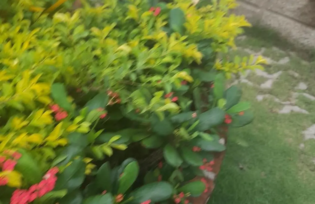 Cartagena Rural-1